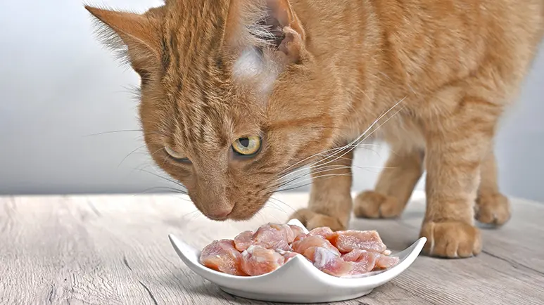 best senior cat food
