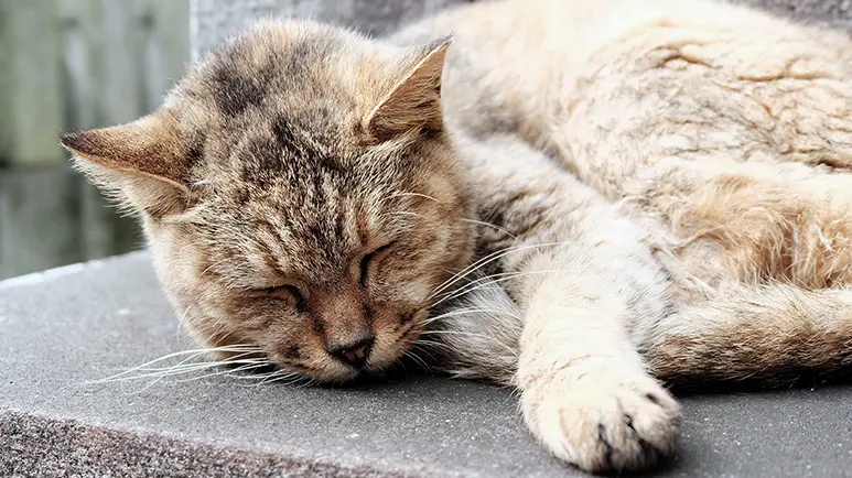 bobcat fever in domestic cats