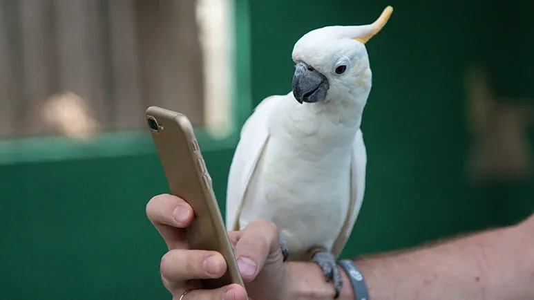 can birds communicate using cellphones tablets