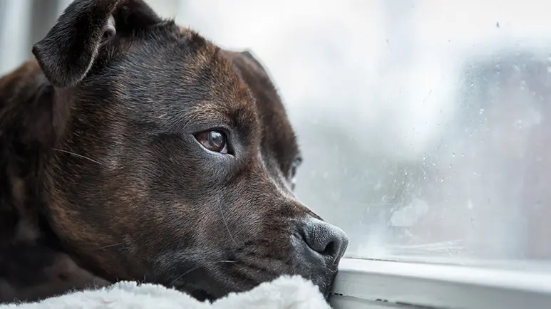 canine cognitive dysfunction syndrome