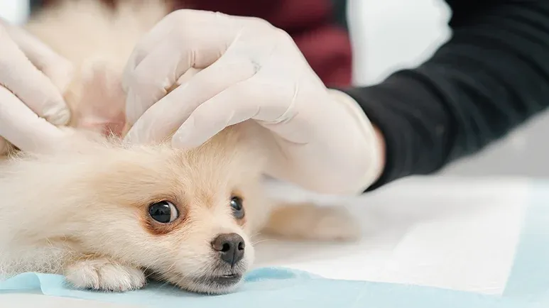 chronic dog ear infection