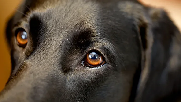common eye disorders dogs