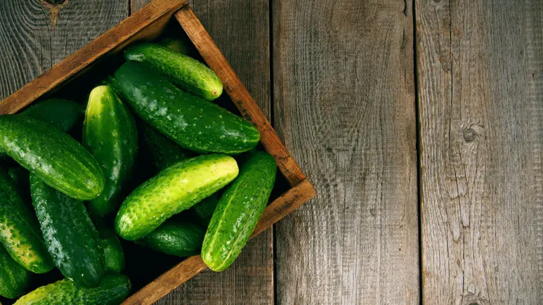 can your pets eat cucumbers