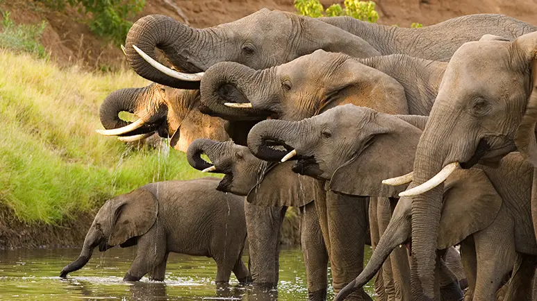 death penalty for poachers