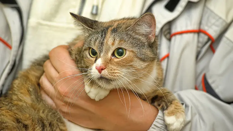 diabetes in cats