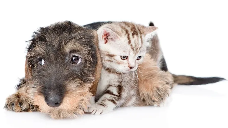 diarrhea in pets