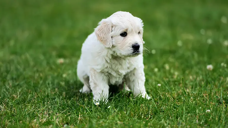 dog anal gland problems