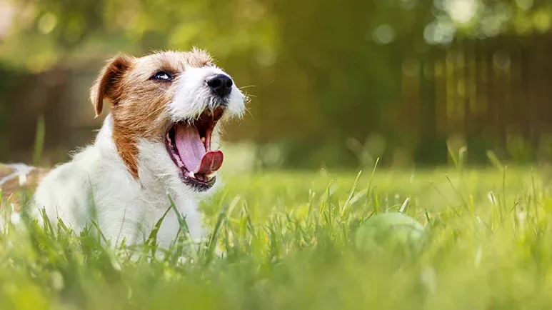 dog calming signals