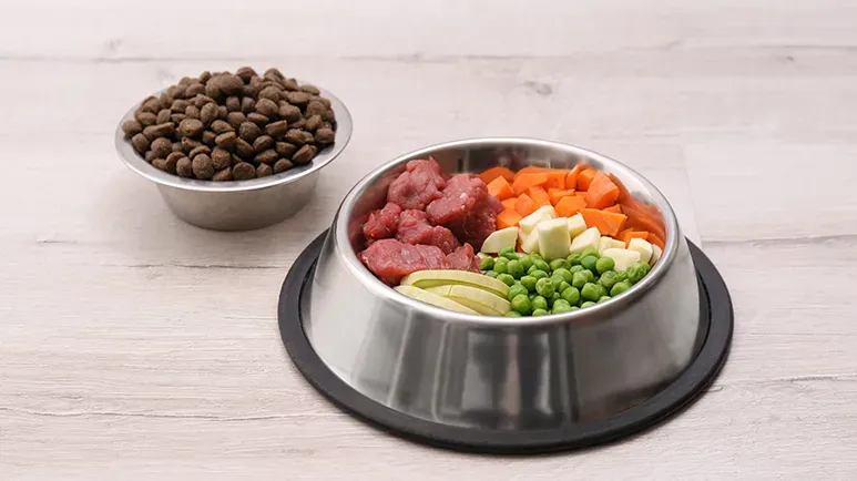 dog gut microbiome