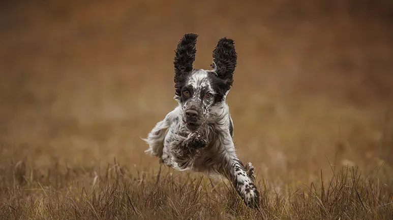 dog hyperactivity