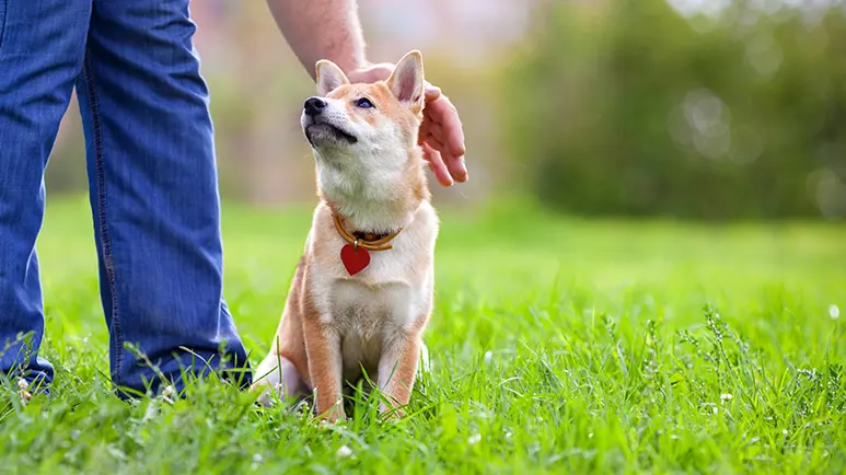 dog petting tips