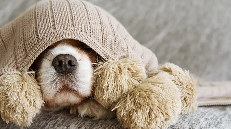 dogs with pain related noise sensitivity