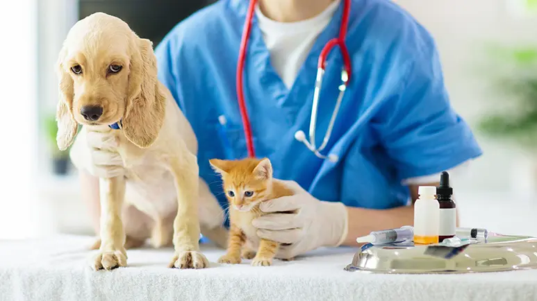 dogs and cats rabies vaccination