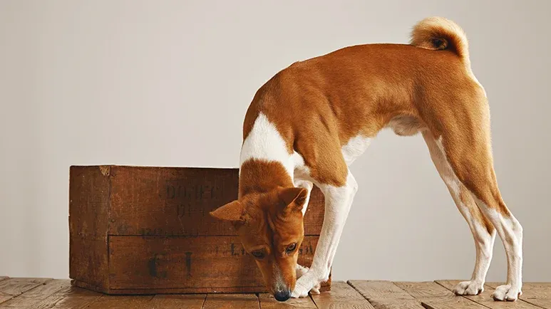 dogs create mental image of items they sniff