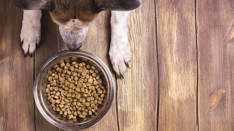 dogs grainless eating plan