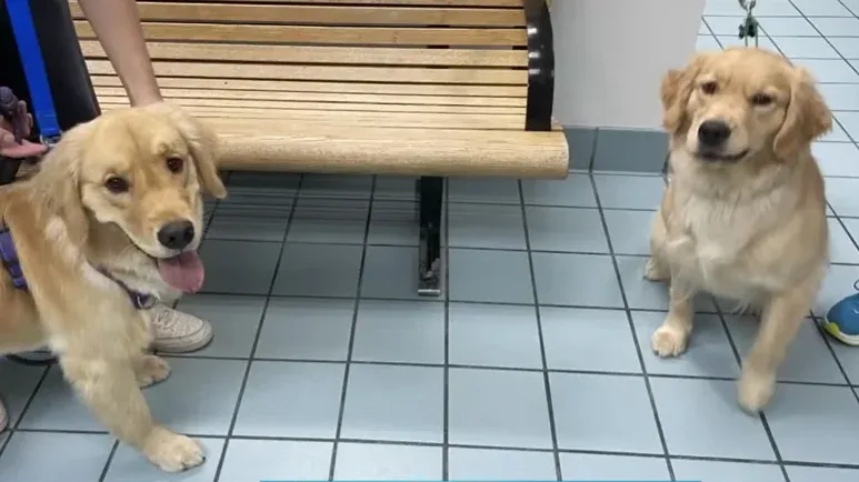 doppelganger pup gets picked up from doggie daycare
