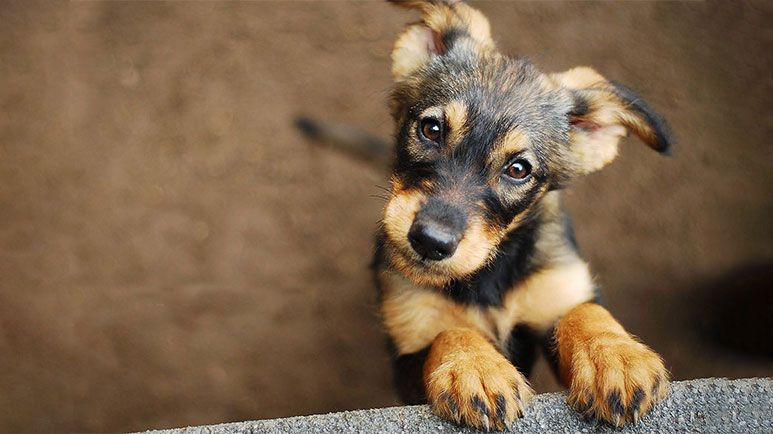 factors to consider before choosing a dog