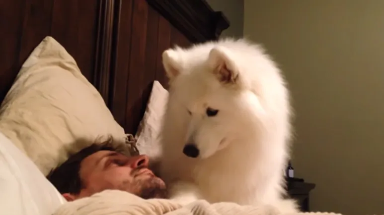 fluffy white samoyed tries to wake up the human
