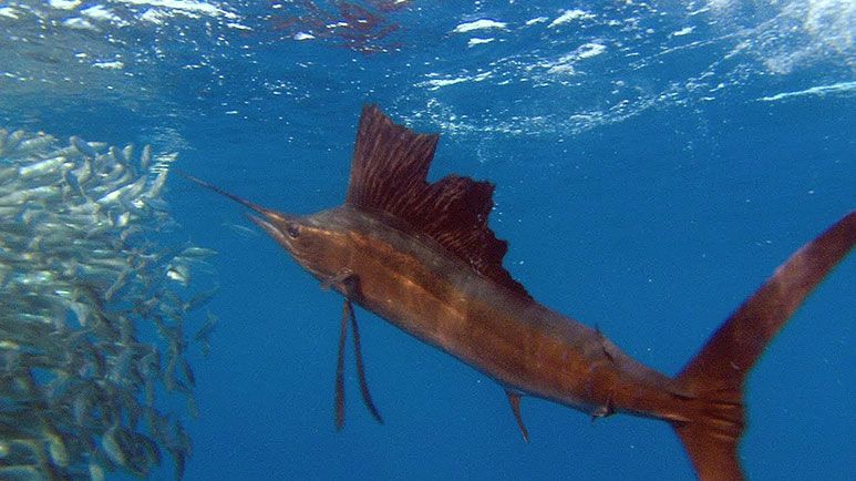 high octane sailfish, constantly on the move