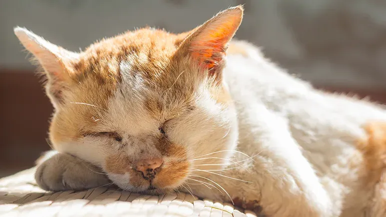 how to care for senior cat