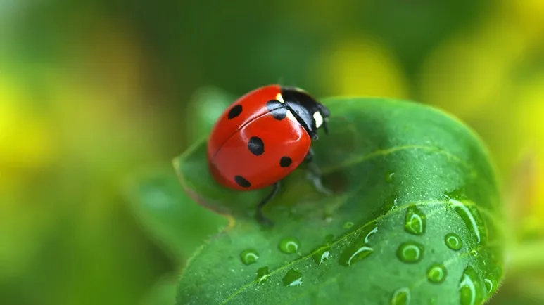 ladybug facts