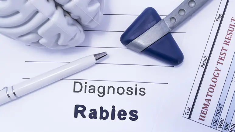 lapsed rabies vaccine