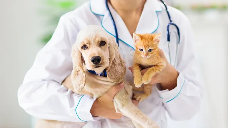 leaky gut syndrome in pets