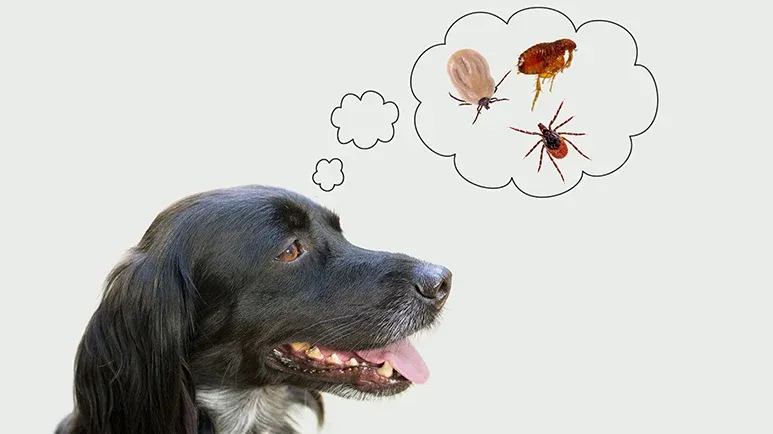 natural flea and tick prevention for dogs