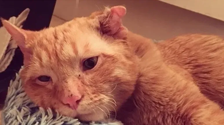 neglected cat found a family who saw his heart