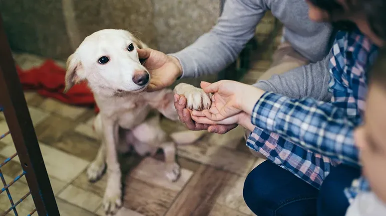 newly adopted dog