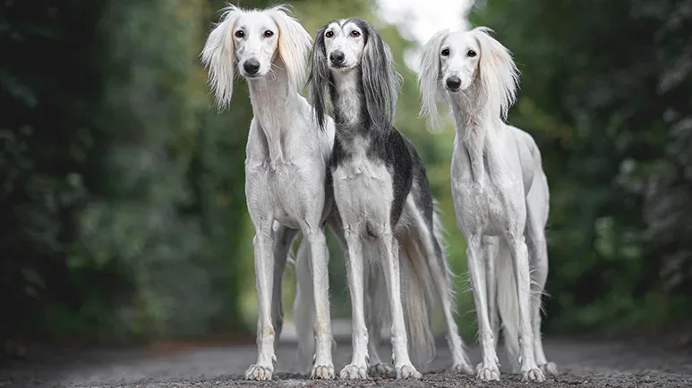 oldest dog breeds