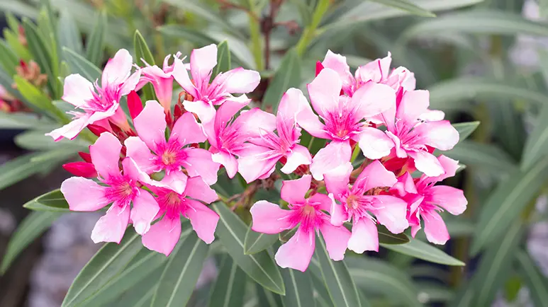 oleander poisoning