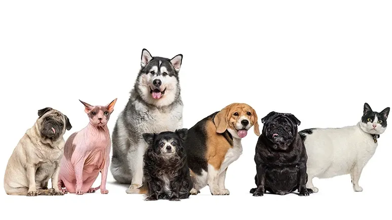 petpandemic obesity
