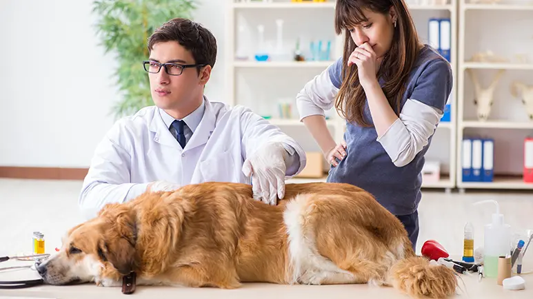 pet vaccine hesitancy