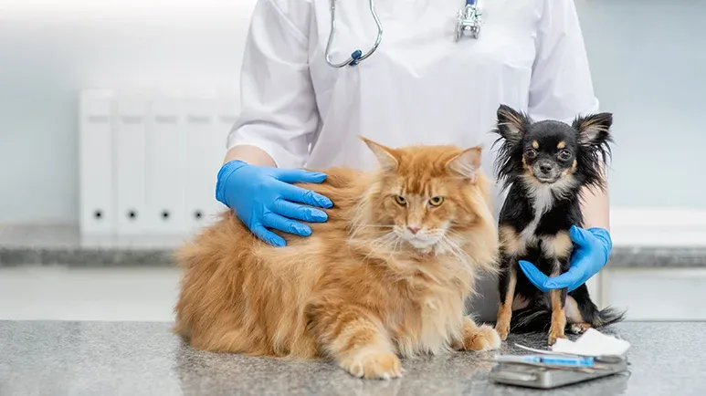 pets therapeutic exercise