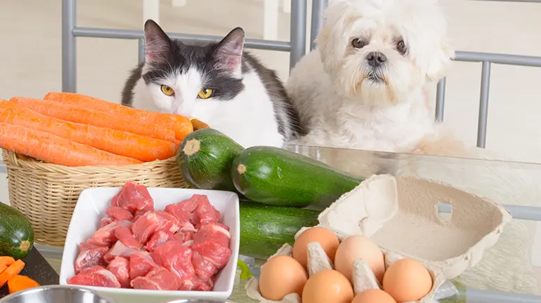 probiotics are great for pets