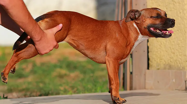 stretchesfor senior dogs