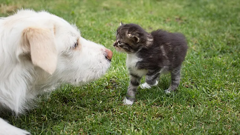 tips adding new pet