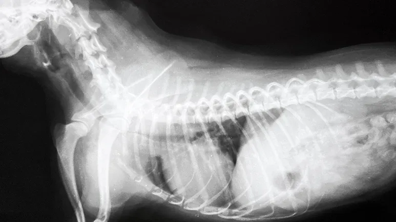 tracheal collapse dogs