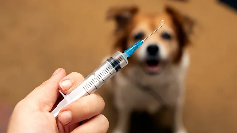 vaccine adverse events in dogs