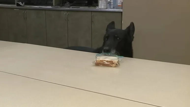 viral video: decorated k-9 swipes salami sandwich