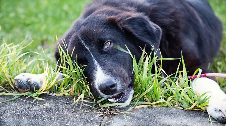 why does my dog eat grass