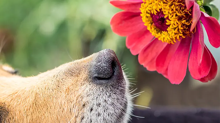 why dogs need time to sniff