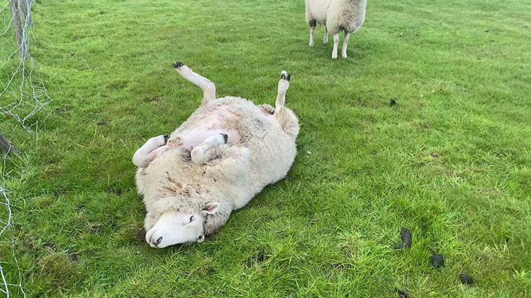 what to do if a sheep is flat on its back