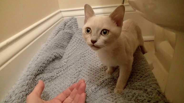 fearful kitten learns trust through food and gentleness