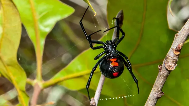 black widow spider bite