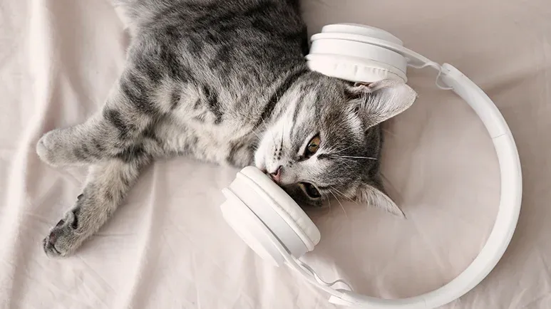 calming music for cats
