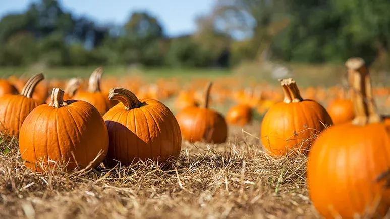 can pets eat pumpkin?