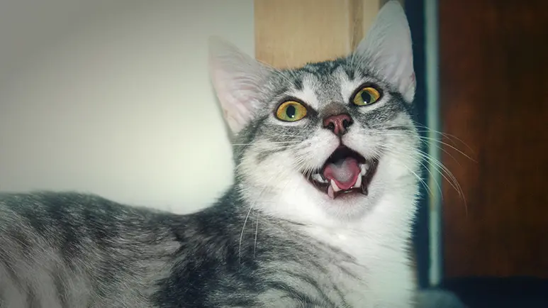 cat asthma