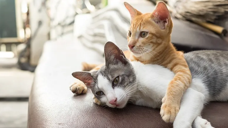 cat indoor environmental enrichment